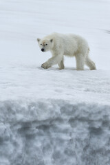 Yearling polar bear cub (Ursus maritimus) walking on the ridge of a glacier, Björnsundet, Hinlopen Strait, Spitsbergen Island, Svalbard Archipelago, Norway