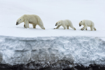 Female polar bear (Ursus maritimus) followed by two yearling cubs walking on the ridge of a glacier, Björnsundet, Hinlopen Strait, Spitsbergen Island, Svalbard Archipelago, Norway © MC Photos