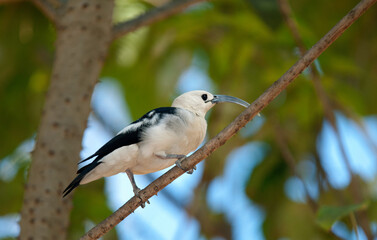 Falculie mantelée,.Falculea palliata, Sickle billed Vanga, Madagascar