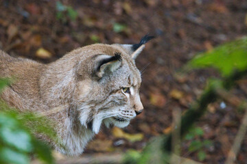 Luchs- Eurasischer Luchs (Lynx lynx) in Lauerstellung
