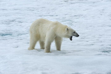 Fototapeta premium Female polar bear (Ursus maritimus) walking on pack ice, Björnsundet, Hinlopen Strait, Spitsbergen Island, Svalbard Archipelago, Norway