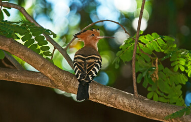 Huppe fasciée,.Upupa epops, Eurasian Hoopoe