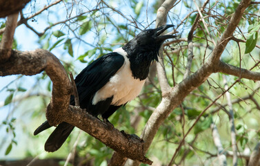 Corbeau pie,.Corvus albus, Pied Crow
