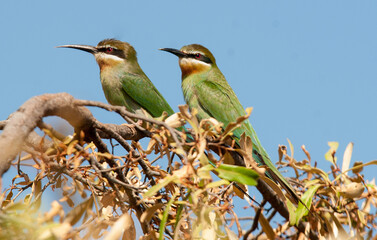 Guêpier de Madagascar,.Merops superciliosus, Olive Bee eater, Madagascar