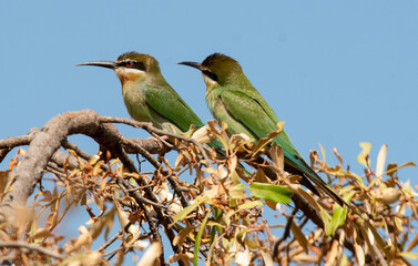 Guêpier de Madagascar,.Merops superciliosus, Olive Bee eater, Madagascar