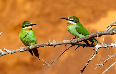 Guêpier de Madagascar,.Merops superciliosus, Olive Bee eater, Madagascar
