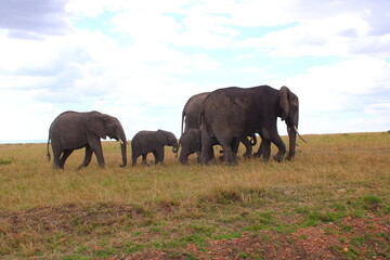 Fototapeta premium elephants in the savannah