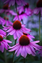 Obraz premium Echinacea