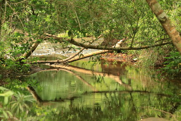  Reflections of Serenity in the Cambodian Wild