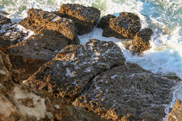 seaweed on the rocks