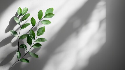 A minimalist composition featuring green leaves against a softly lit wall, creating a serene atmosphere.