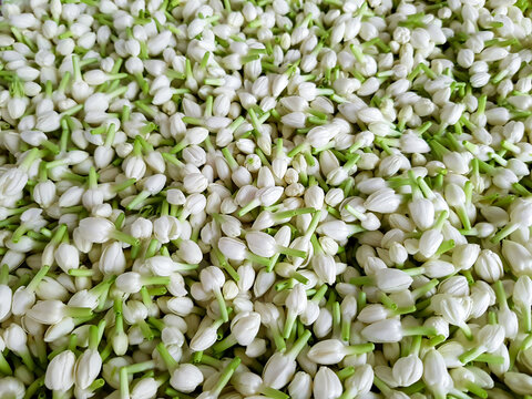 Jasmine bud flowers (Jasminum sambac) harvest for sale or used make flower garlands, Top view flower white tone backgroud concept. 