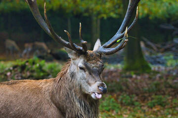 Rothirsch im Herbst (Cervus elaphus) mit Zunge aus dem Maul, lustig aussehend