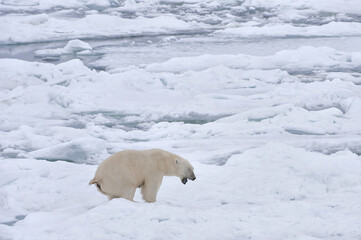 Female Polar bear (Ursus maritimus), Svalbard Archipelago, Barents Sea, Norway