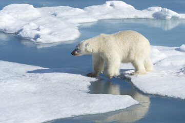 Male Polar Bear (Ursus maritimus) walking on the pack ice, Spitsbergen Island, Svalbard archipelago, Norway, Europe