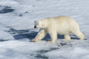 Male Polar Bear (Ursus maritimus) walking on the pack ice, Spitsbergen Island, Svalbard archipelago, Norway, Europe