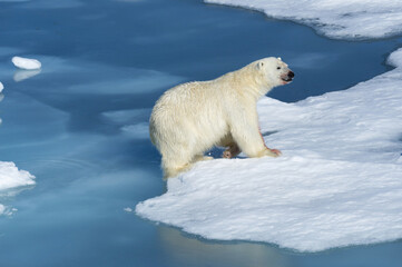 Male Polar Bear (Ursus maritimus) with blood on his nose and leg jumping over ice floes and blue water, Spitsbergen Island, Svalbard archipelago, Norway, Europe © MC Photos