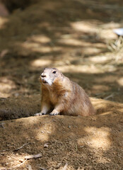 Marmota