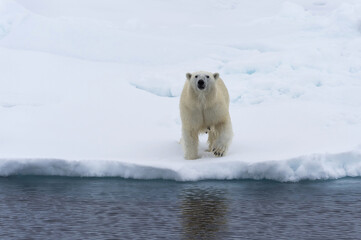 Female polar bear (Ursus maritimus) walking on a melting ice floe, Spitsbergen Island, Svalbard archipelago, Norway, Europe © MC Photos
