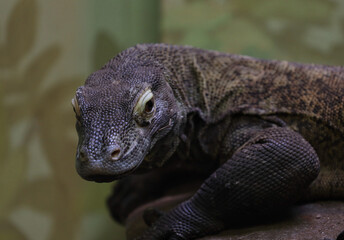 Lizard in Wild Nature