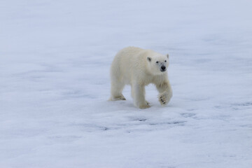 Polar bear cub (Ursus maritimus) walking on a melting ice floe, Spitsbergen Island, Svalbard archipelago, Norway, Europe