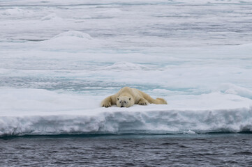 Polar bear (Ursus maritimus), male stretching on pack ice, Svalbard Archipelago, Barents Sea, Arctic, Norway