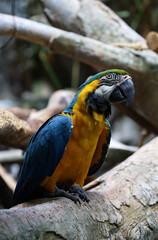 Bird in Natural Environment