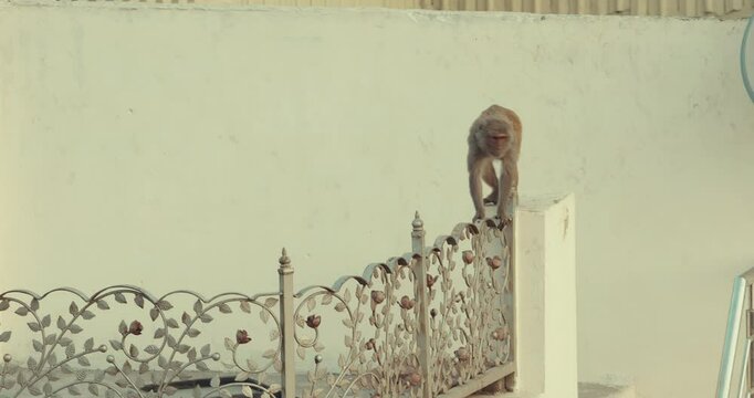 Agra, Uttar Pradesh, India. Monkey Climbs Stairs And Railings. Animal Life In Urban Environment. Animals Live Next To People. Bonnet Macaque - Macaca Radiata Or Zati. Indian Fauna. Animal Life In City