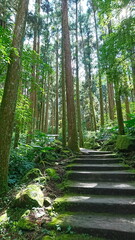Taichung, Taiwan - 8.10.2018: An empty hiking trail in the Xitou Nature Education Area surrounded by trees with sunlight coming through the tree canopy during the summer