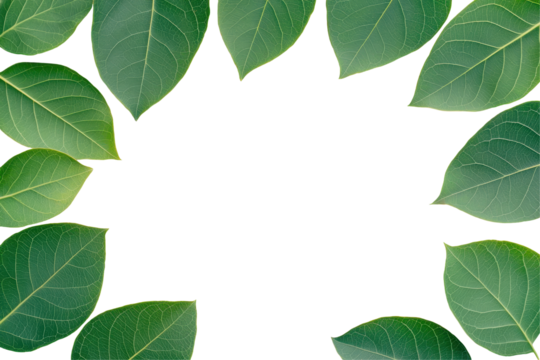 A border of vibrant green leaves creating a natural frame for your designs. transparent background