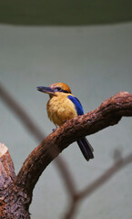 Bird in Natural Environment