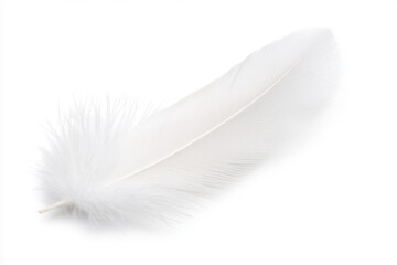 Obraz premium A delicate white feather laid gracefully, showcasing its soft texture and pure color against a clean, bright background. isolated on white background.