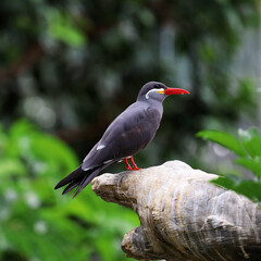 Bird in Natural Environment