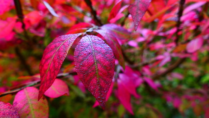 karminrote Herbstfärbung des Spindelstrauches, 