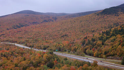 Foliage at White Mountain National Forest