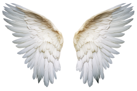 Symmetrical angel wings with a lifelike appearance, each feather meticulously detailed, isolated on white background - Powered by Adobe