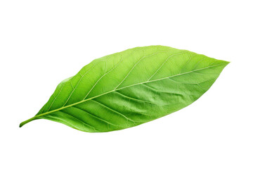 Obraz premium Sunlit green leaf with visible details of its edges and veins, displaying a rich summer hue, isolated on white background