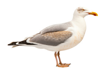 Obraz premium Side profile of a seagull standing with wings slightly open showing detailed feather texture isolated on white background