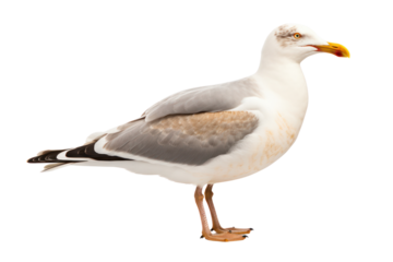 Side profile of a seagull standing with wings slightly open showing detailed feather texture isolated on white background