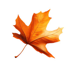 Fototapeta premium Graceful Autumn Leaf Dancing on Pristine White Background