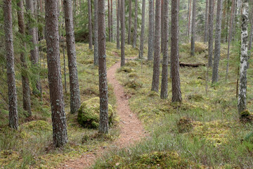 Obraz premium Forest