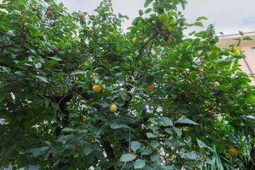 Persimmon tree with ripe fruits against the buildings in overcast