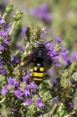 Insect on flowers in southern Crete island, Greece.