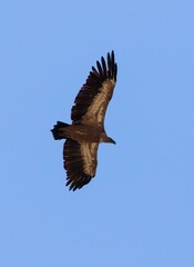 Griffon Vulture (Gyps fulvus) flying against blue sky, near Plakias on southern Crete, Greece.