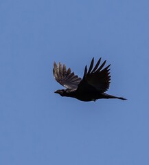 Raven (Corvud corax) flying against blue sky, near Plakias on southern Crete, Greece.