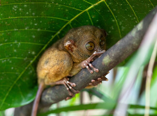 Encounter with a tarsier in a forest in the Visayas, Philippines