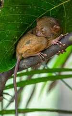 Encounter with a tarsier in a forest in the Visayas, Philippines