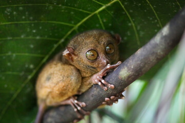 Encounter with a tarsier in a forest in the Visayas, Philippines