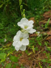 flowers in the forest