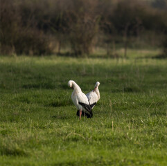 deux cigognes au loin dans un près qui forment un cœur